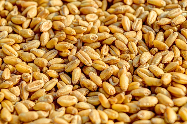 MIND 식단
통곡물, whole grain