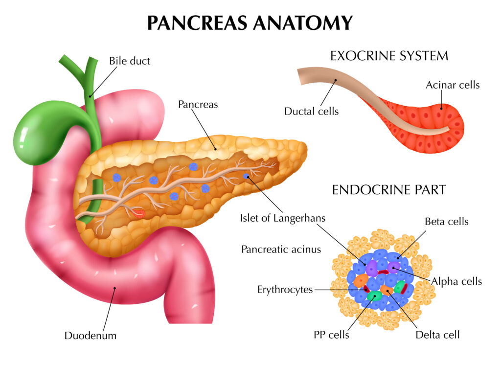 췌장암 조기 발견을 위한 공부
췌장, pancreas 해부학