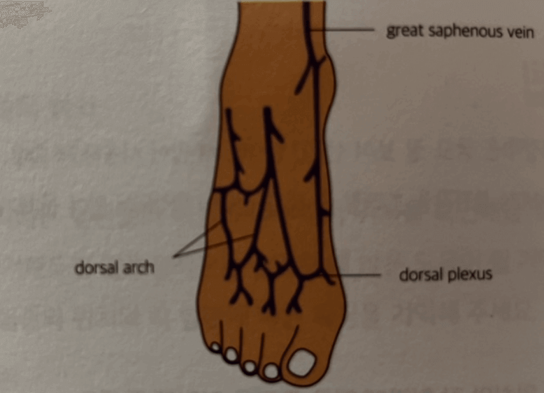 발등에 분포한 정맥