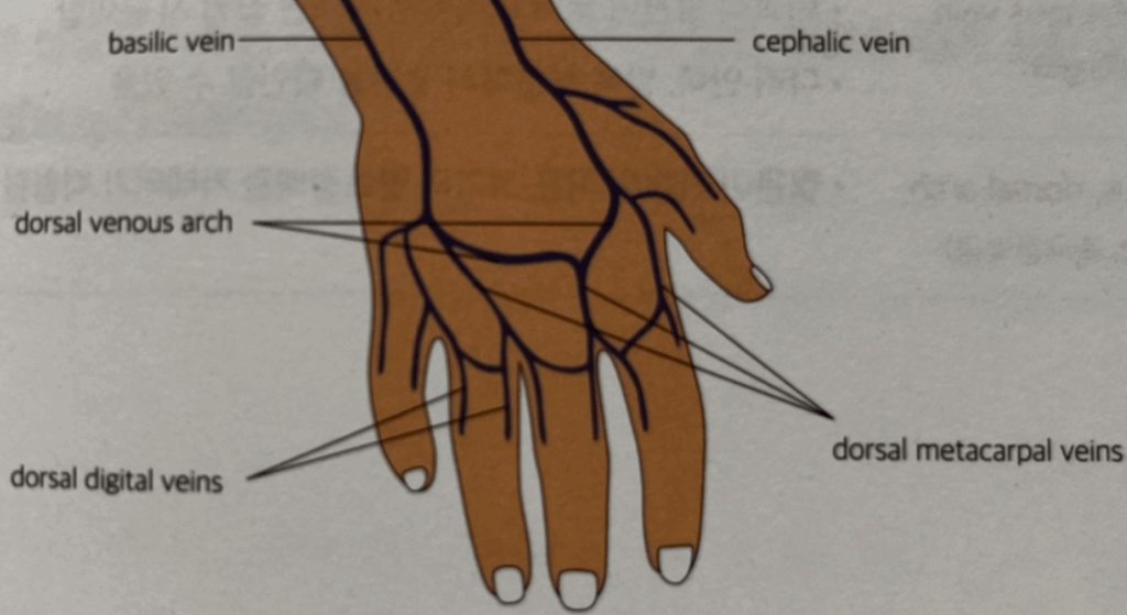 손등에 분포한 정맥